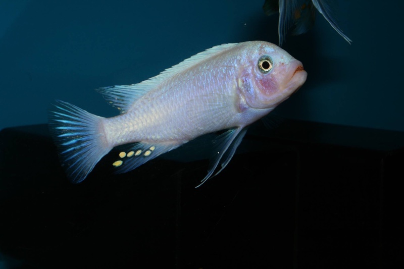 Maylandia callainos 'Luwino Reef'